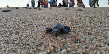 DIRECCIÓN GENERAL DE ECOLOGÍA Y MEDIO AMBIENTE DIO A CONOCER QUE HAN PROTEGIDO UN TOTAL DE 8 MIL 749 NIDOS DE TORTUGAS MARINAS EN LOS CABOS