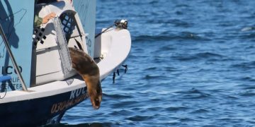 EXITOSA REHABILITACIÓN DE LOBO MARINO EN EL CENTRO DE RESCATE DE LA UNIDAD PICHILINGUE UABCS