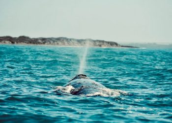 ABIERTAS LAS INSCRIPCIONES PARA EL DIPLOMADO DE ACTUACIÓN EN LA EESART