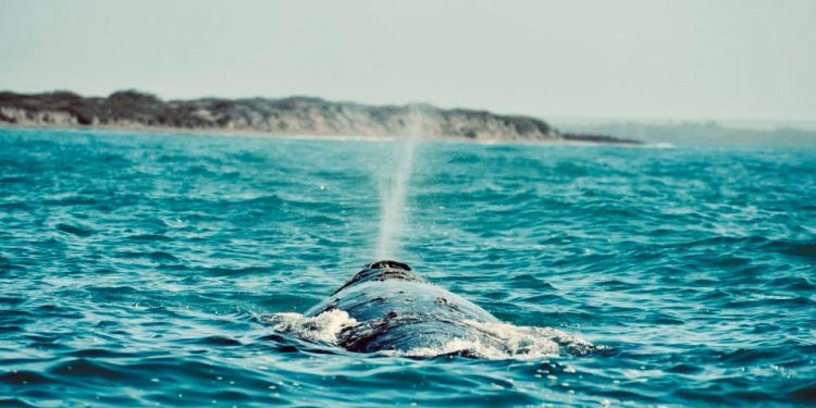 ABIERTAS LAS INSCRIPCIONES PARA EL DIPLOMADO DE ACTUACIÓN EN LA EESART