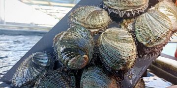 SOMOS UN GOBIERNO DE COMPROMISO CON EL PUEBLO: VMCC