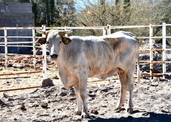 SE REÚNE GOBERNADOR VMCC CON EL GABINETE LEGAL Y AMPLIADO DE GOBIERNO