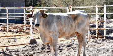 SE REÚNE GOBERNADOR VMCC CON EL GABINETE LEGAL Y AMPLIADO DE GOBIERNO