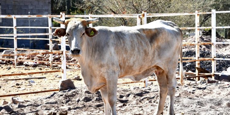 SE REÚNE GOBERNADOR VMCC CON EL GABINETE LEGAL Y AMPLIADO DE GOBIERNO
