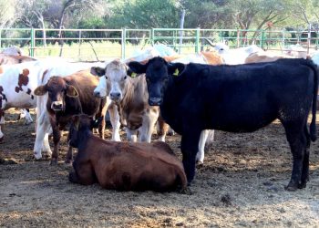CAPACITAN A PRODUCTORES Y TÉCNICOS PECUARIOS EN MANEJO DE TUBERCULOSIS BOVINA