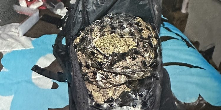 POR POSESIÓN DE NARCÓTICOS, ARMAS DE FUEGO Y CARTUCHOS FGR OBTIENE VINCULACIÓN A PROCESO CONTRA UNA PERSONA EN BCS