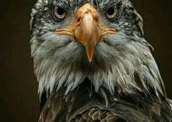 ABCdario Por Víctor Octavio García