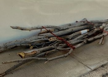 POR TALA DE LA ESPECIE PALOBLANCO FGR OBTIENE VINCULACIÓN A PROCESO CONTRA UNA PERSONA EN BCS