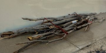 POR TALA DE LA ESPECIE PALOBLANCO FGR OBTIENE VINCULACIÓN A PROCESO CONTRA UNA PERSONA EN BCS