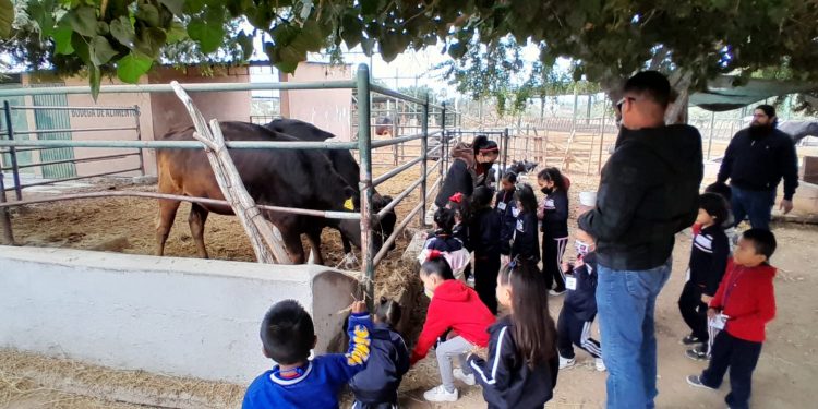 UABCS REANUDA VISITAS GUIADAS A SU POSTA ZOOTÉCNICA