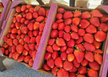 SOSTIENE GOBERNADOR VMCC, ENCUENTRO CON FAMILIAS DE CONQUISTA AGRARIA, EN LA PAZ