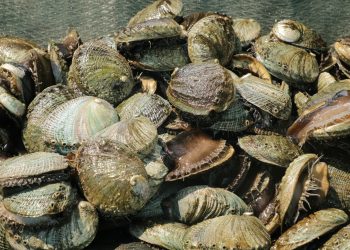 CONCLUYE VEDA DE ABULÓN EN LA ZONA IV DE BCS