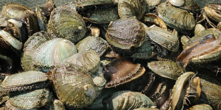 CONCLUYE VEDA DE ABULÓN EN LA ZONA IV DE BCS