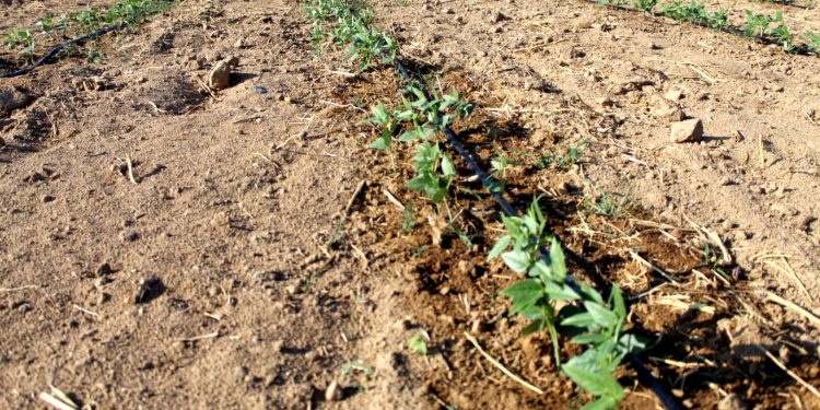 SE INAUGURA “BIBLIOTECA PERSONAL ARMANDO TRASVIÑA TAYLOR”