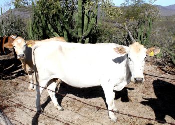 RECIBE GOBERNADOR DE BCS A INVERSIONISTAS ESPAÑOLES  Y NACIONALES