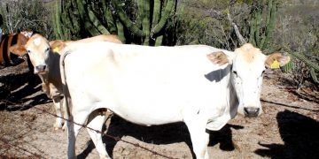 RECIBE GOBERNADOR DE BCS A INVERSIONISTAS ESPAÑOLES  Y NACIONALES