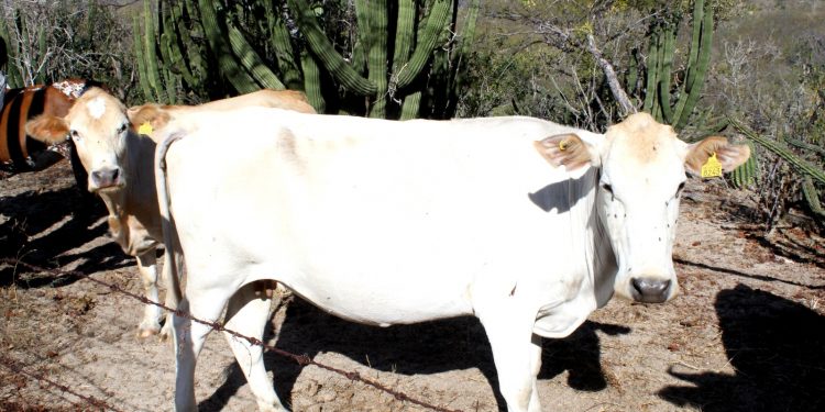 RECIBE GOBERNADOR DE BCS A INVERSIONISTAS ESPAÑOLES  Y NACIONALES