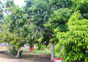 CAPACITAN A SERVIDORES PÚBLICOS EN MATERIA DE PREVENCIÓN DE RIESGOS Y PRIMEROS AUXILIOS