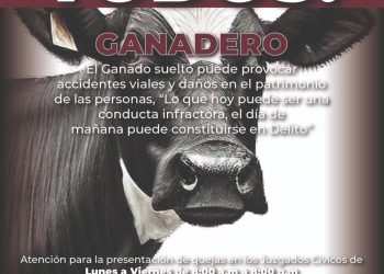 JUSTICIA CÍVICA ATIENDE REPORTES DE GANADO SUELTO EN LOS CABOS