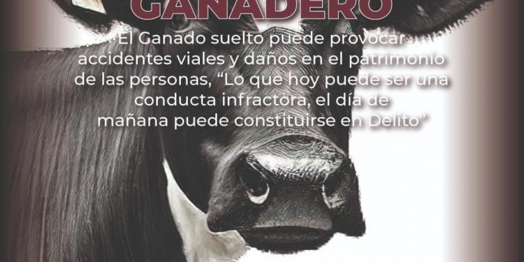 JUSTICIA CÍVICA ATIENDE REPORTES DE GANADO SUELTO EN LOS CABOS