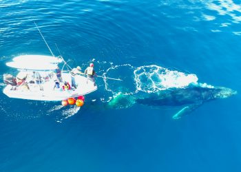 ACADÉMICOS DE LA UABCS PARTICIPAN EN DESENMALLE DE UNA BALLENA