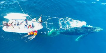 ACADÉMICOS DE LA UABCS PARTICIPAN EN DESENMALLE DE UNA BALLENA