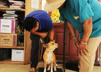 PRO-ANIMAL LOS CABOS DIO SEGUIMIENTO A LAS CAMPAÑAS DE ESTERILIZACIÓN CANINA Y FELINA EN CSL,SJC Y LA ZONA RURAL