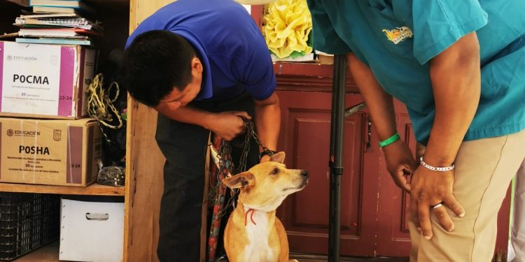 PRO-ANIMAL LOS CABOS DIO SEGUIMIENTO A LAS CAMPAÑAS DE ESTERILIZACIÓN CANINA Y FELINA EN CSL,SJC Y LA ZONA RURAL