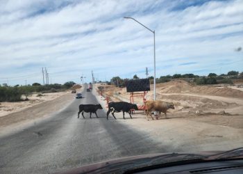AUMENTA EN ESTA TEMPORADA VACACIONAL EL PELIGRO DE ACCIDENTES VIALES POR SEMOVIENTES QUE INVADEN CALLES DE INTENSO TRAFICO VEHICULAR EN ESTA CIUDAD