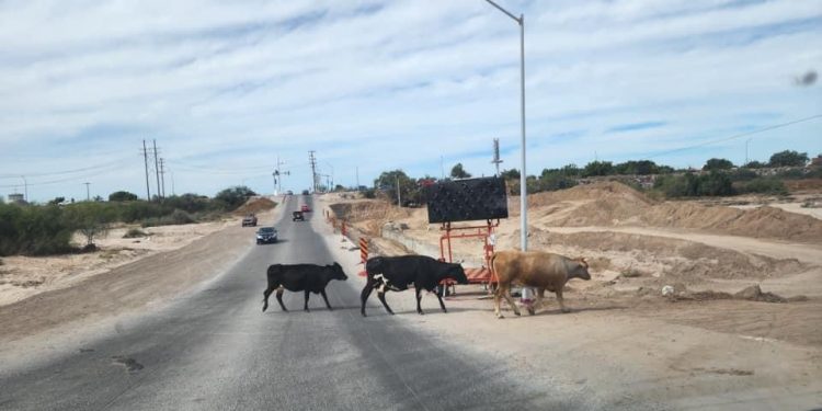 AUMENTA EN ESTA TEMPORADA VACACIONAL EL PELIGRO DE ACCIDENTES VIALES POR SEMOVIENTES QUE INVADEN CALLES DE INTENSO TRAFICO VEHICULAR EN ESTA CIUDAD