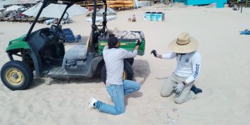 ZOFEMAT LOS CABOS SE ENCUENTRA TRABAJANDO DE MANERA ARDUA PARA GARANTIZAR QUE ESTÉN EN ÓPTIMAS CONDICIONES LAS PLAYAS ESTA SEMANA SANTA 2024