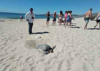 REALIZA RECORRIDOS LA COORDINACIÓN MUNICIPAL DE PROTECCIÓN DE TORTUGA MARINA A PLAYAS CON MAYOR ANIDACIÓN