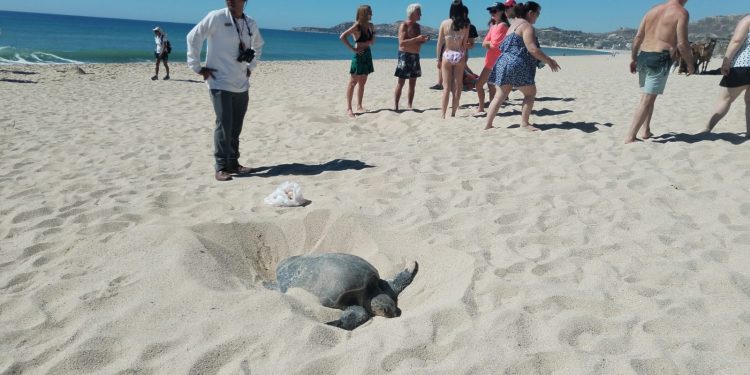 REALIZA RECORRIDOS LA COORDINACIÓN MUNICIPAL DE PROTECCIÓN DE TORTUGA MARINA A PLAYAS CON MAYOR ANIDACIÓN