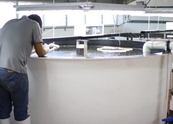 EL USO DE PLANTAS Y COMPUESTOS VEGETALES EN LA ACUICULTURA