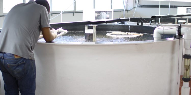 EL USO DE PLANTAS Y COMPUESTOS VEGETALES EN LA ACUICULTURA