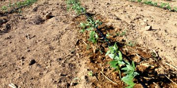 REALIZARÁ COEPRIS OPERATIVO POR SEMANA MAYOR EN LOS CINCO MUNICIPIOS