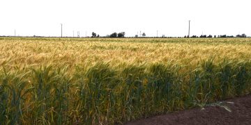 RECONOCE SEPADA ORGANIZACIÓN DE PRODUCTORES DE TRIGO DEL VALLE DE SANTO DOMINGO