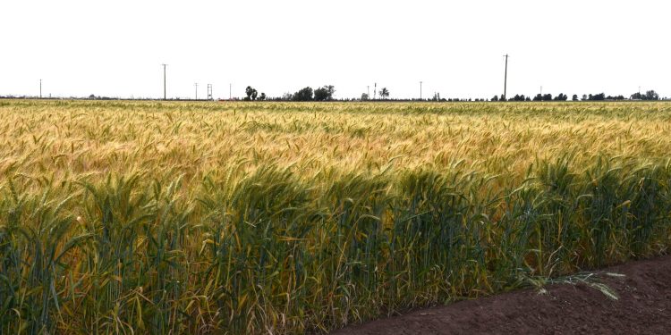 RECONOCE SEPADA ORGANIZACIÓN DE PRODUCTORES DE TRIGO DEL VALLE DE SANTO DOMINGO