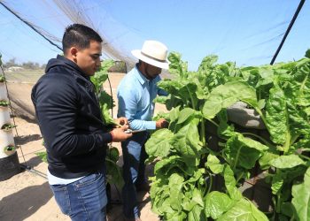 DESARROLLAN EN LA UABCS SISTEMA HIDROPÓNICO PARA MEJORAR LA PRODUCTIVIDAD Y LA CALIDAD DE LOS CULTIVOS