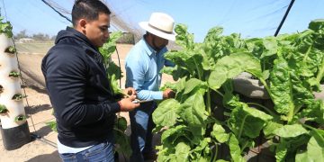 DESARROLLAN EN LA UABCS SISTEMA HIDROPÓNICO PARA MEJORAR LA PRODUCTIVIDAD Y LA CALIDAD DE LOS CULTIVOS