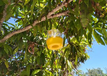 CAPACITAN A SERVIDORES PÚBLICOS PARA LA PREVENCIÓN DE DELITOS ELECTORALES EN BCS