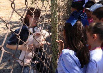 PROMUEVE UABCS EL CONOCIMIENTO DE LOS ANIMALES DE GRANJA MEDIANTE VISITAS GUIADAS A SU POSTA ZOOTÉCNICA