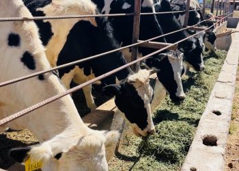 REALIZAN TAMIZAJE METABÓLICO NEONATAL EN MÁS DE 20 UNIDADES MÉDICAS ESTATALES