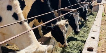 REALIZAN TAMIZAJE METABÓLICO NEONATAL EN MÁS DE 20 UNIDADES MÉDICAS ESTATALES