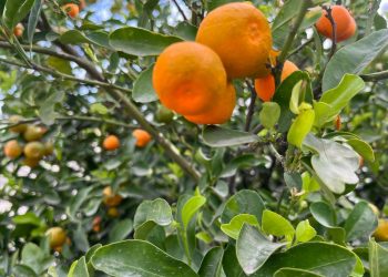 RECOMIENDA IMSS BAJA CALIFORNIA SUR CONSUMIR VITAMINA A Y C AYUDA A REFORZAR SISTEMA INMUNOLÓGICO