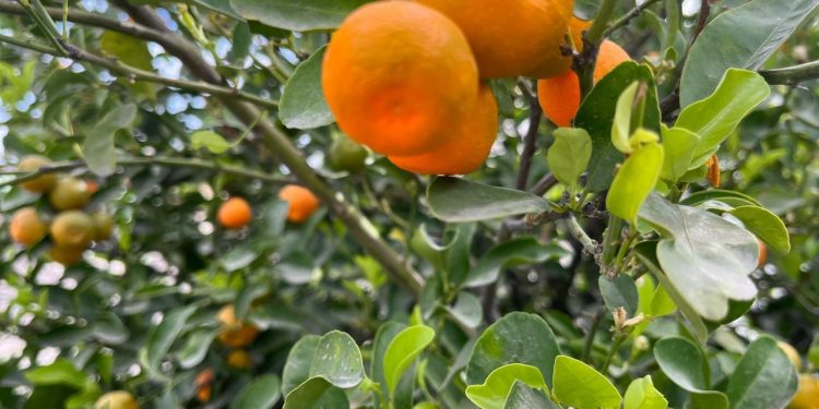 RECOMIENDA IMSS BAJA CALIFORNIA SUR CONSUMIR VITAMINA A Y C AYUDA A REFORZAR SISTEMA INMUNOLÓGICO