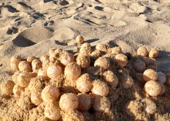 FUERON PROTEGIDOS MÁS DE 400 HUEVOS DE TORTUGA MARINA EN SEMANA SANTA EN LOS CABOS