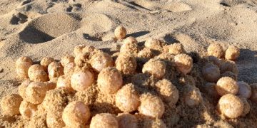 FUERON PROTEGIDOS MÁS DE 400 HUEVOS DE TORTUGA MARINA EN SEMANA SANTA EN LOS CABOS