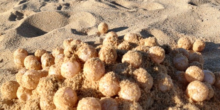 FUERON PROTEGIDOS MÁS DE 400 HUEVOS DE TORTUGA MARINA EN SEMANA SANTA EN LOS CABOS