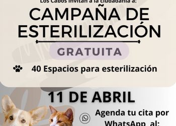 INVITAN A CIUDADANÍA A PARTICIPAR EN LAS CAMPAÑAS DE ESTERILIZACIÓN CANINA Y FELINA EN EL MUNICIPIO DE LOS CABOS